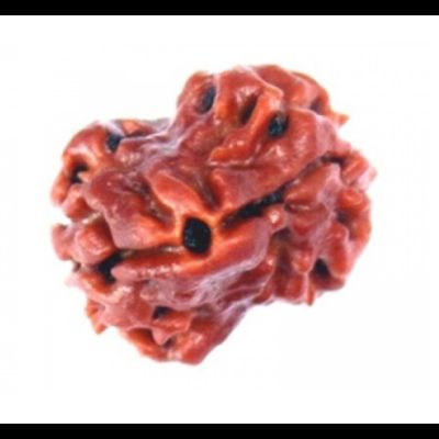 2 Mukhi Rudraksha